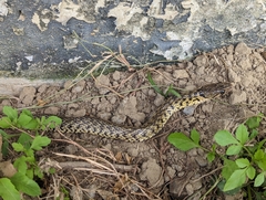 Fowlea flavipunctata