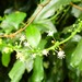 Codiaeum variegatum moluccanum - Photo (c) paluma, some rights reserved (CC BY-NC), uploaded by paluma