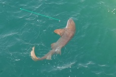 Ginglymostoma cirratum