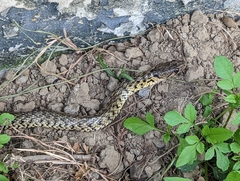 Fowlea flavipunctata