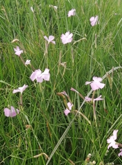 Dianthus zeyheri