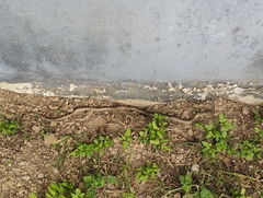 Fowlea flavipunctata