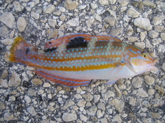 Halichoeres radiatus
