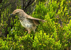 Prinia maculosa maculosa