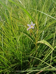 Solanum campylacanthum