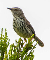 Prinia maculosa maculosa