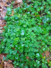 Oxalis