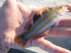 Halichoeres radiatus