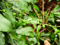 Codiaeum variegatum moluccanum