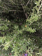 Quercus incana