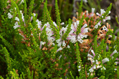 Erica perspicua
