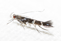 Cosmopterix pulchrimella