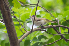 Vireo chivi