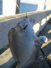Acanthurus chirurgus