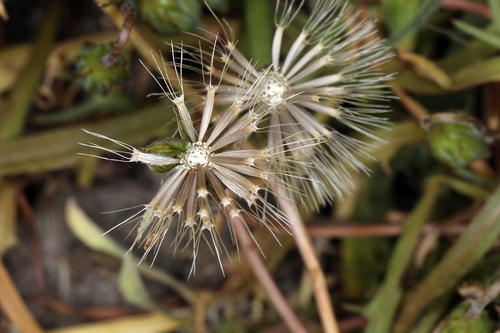 iNaturalist observation photo of Cretanweed