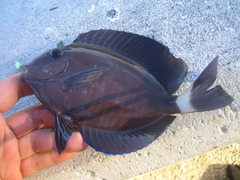 Acanthurus chirurgus