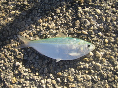 Opisthonema oglinum