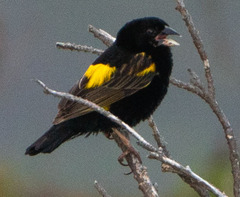 Euplectes capensis capensis