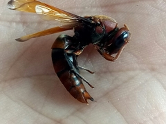 Rhynchium