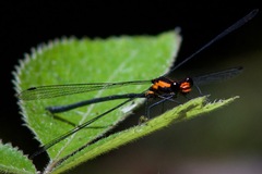 Austroargiolestes amabilis