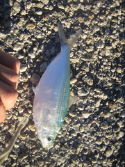 Opisthonema oglinum