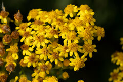 Senecio halimifolius