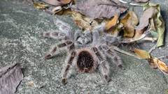 Lasiodora