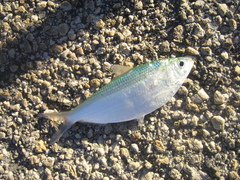 Opisthonema oglinum