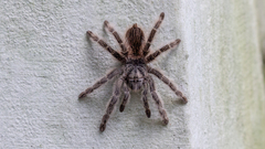 Lasiodora