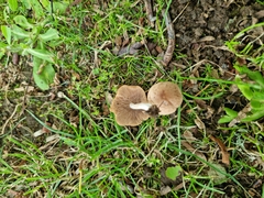 Fungi
