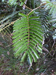 Archidendropsis granulosa