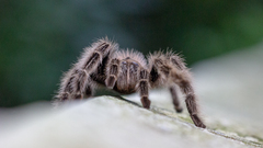 Lasiodora