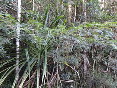 Archidendropsis granulosa