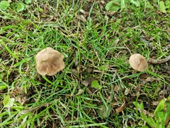 Fungi