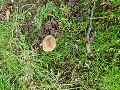 Fungi