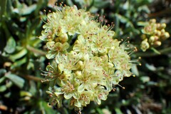 Eriogonum androsaceum