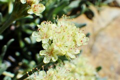 Eriogonum androsaceum