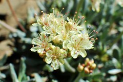 Eriogonum androsaceum