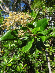 Argophyllum grunowii
