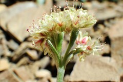 Eriogonum androsaceum