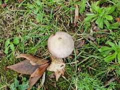 Fungi