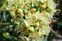 Eriogonum androsaceum