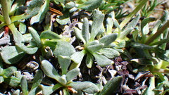 Eriogonum androsaceum