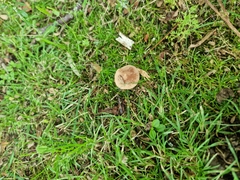Fungi