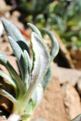 Eriogonum androsaceum