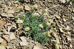 Eriogonum androsaceum