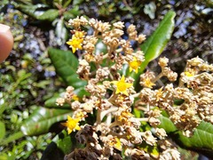 Argophyllum grunowii