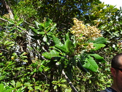 Argophyllum grunowii