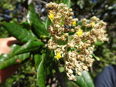 Argophyllum grunowii