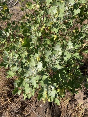 Chenopodium oahuense